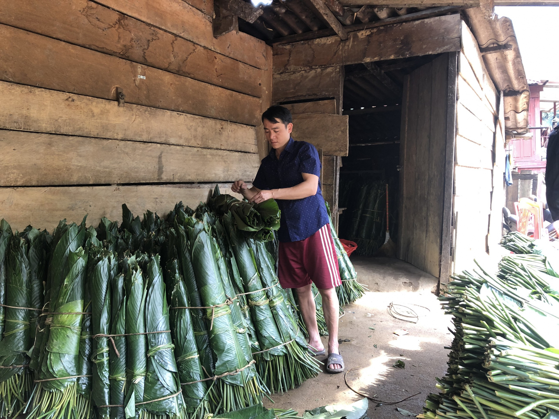 Thương lái thu mua lá dong của bà con xã Trọng Hóa để nhập về xuôi.