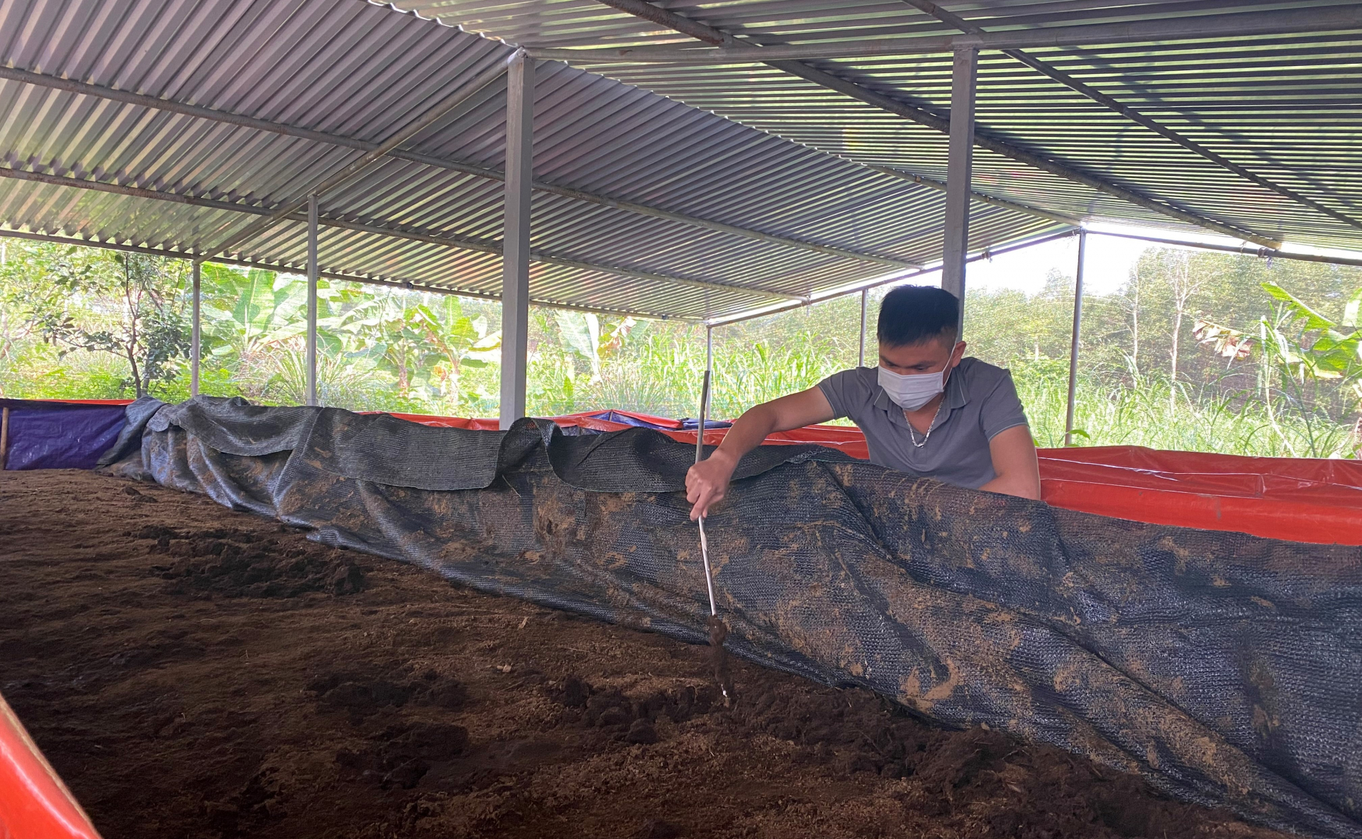 Thay vì dùng thức ăn công nghiệp, gia đình anh Sang đã sử dụng giun quế, cỏ… cho cá ăn để giảm chi phí sản xuất