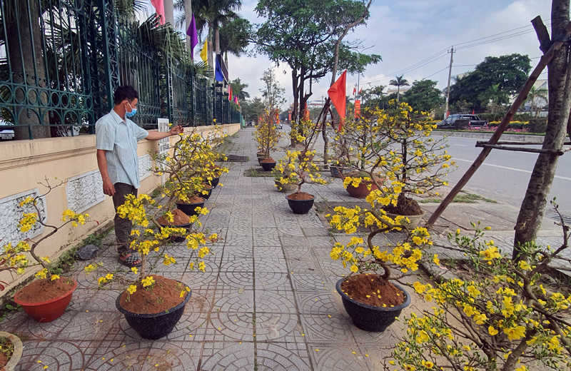 Một hàng hoa, cây cảnh không có người hỏi mua trên đường Nguyễn Hữu Cảnh. 