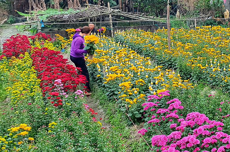 Làng hoa Hồng Thuỷ. Ảnh: Ngọc Hải
