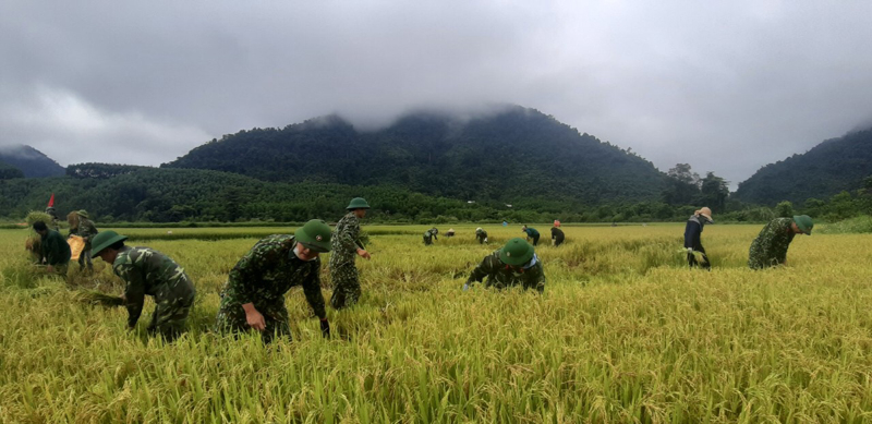 Cán bộ, chiến sỹ Đoàn KTQP 79 giúp dân thu hoạch lúa.