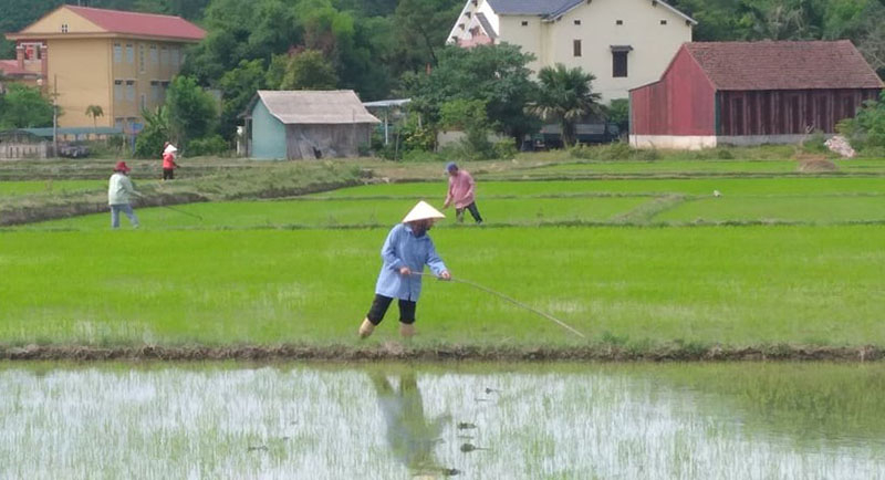 (QBĐT) - Sau những ngày vui xuân, đón Tết cổ truyền, những ngày này, nông dân Minh Hóa đã trở lại lao động sản xuất với kỳ vọng một năm mới đầy thắng lợi mới.