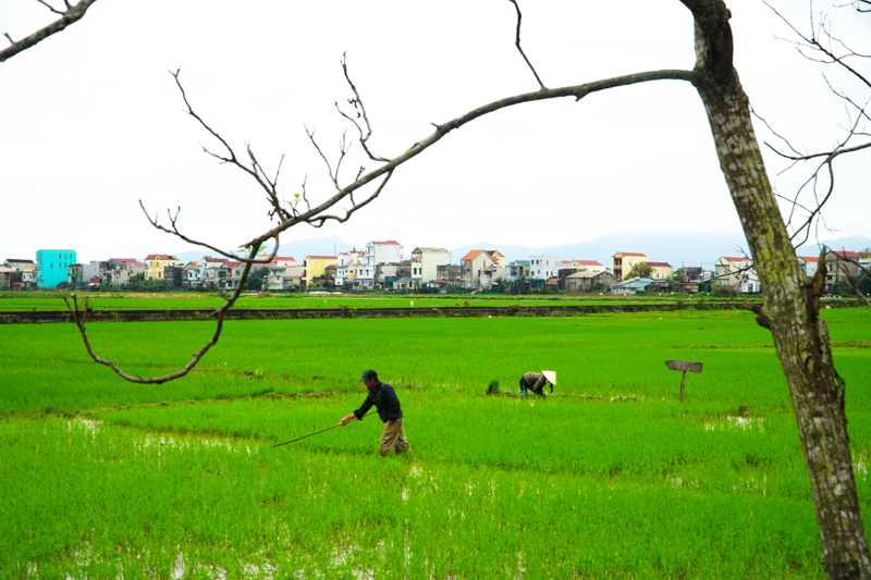 Nông dân xã Lộc Ninh (TP. Đồng Hới) chăm sóc lúa đông-xuân.