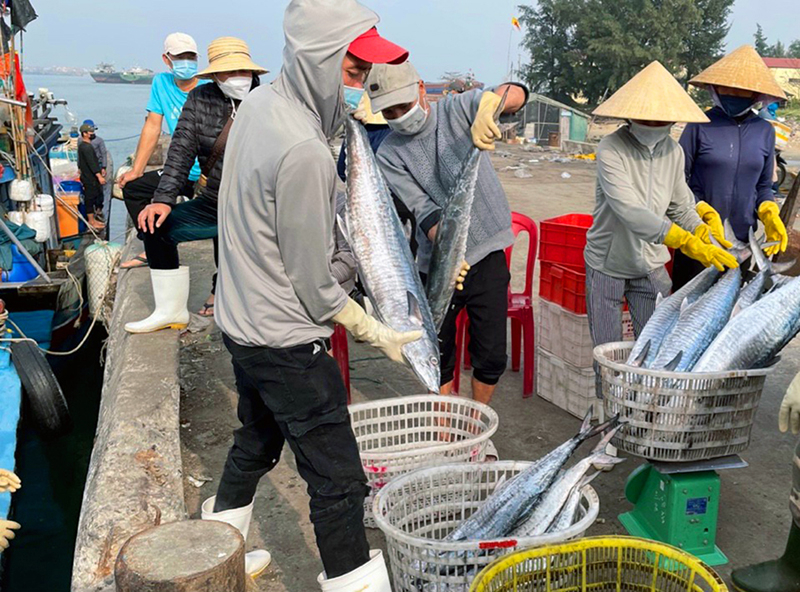 Hải sản của ngư dân được thương lái thu mua ngay tại cảng cá Sông Gianh (Bố Trạch).