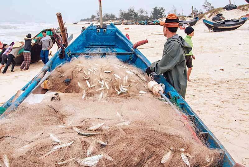 Ngư dân xã Hải Ninh (Quảng Ninh) “được mùa” cá trích.