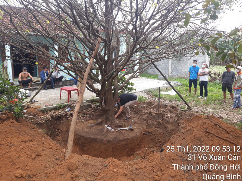 Cây mai đại thụ bị đào bán mà gia chủ không hề hay biết ngày 25/1/2022