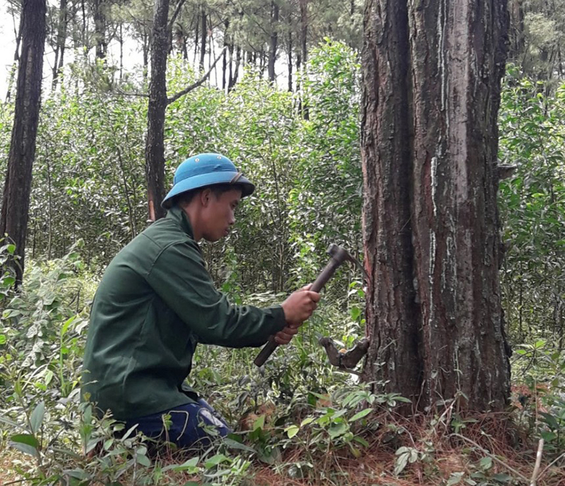Công nhân Chi nhánh Lâm trường Kiến Giang khai thác nhựa thông.