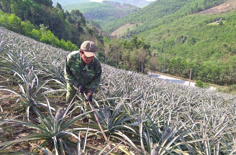 Từ phong trào “CCB giúp nhau giảm nghèo, làm kinh tế giỏi” đã có nhiều CCB huyện Minh Hóa vươn lên thoát nghèo, làm kinh tế giỏi.