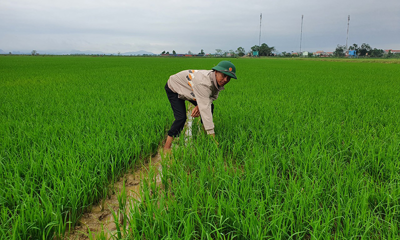 Nông dân Lệ Thủy kiểm tra việc thực hiện kỹ thuật canh tác lúa cải tiến.