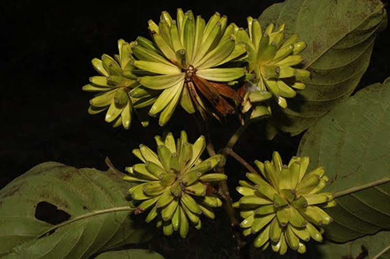 Cây hỉ thụ. (Nguồn: epharmacognosy.com)