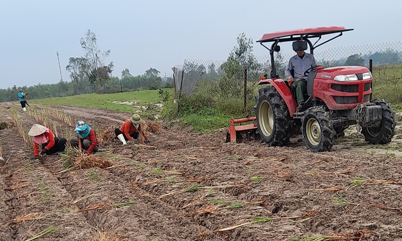 HTX Sản xuất tinh dầu Như Oanh trồng sả, bắt đầu một mùa sản xuất mới.