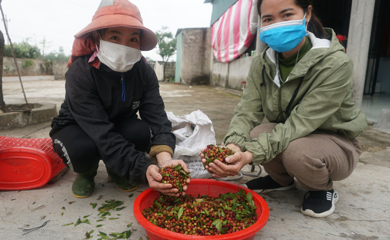  Một ngày “ăn dâu”, nhóm của chị Phạm Thị Liệu (xã Quảng Kim) thu được gần 30 lon dâu.