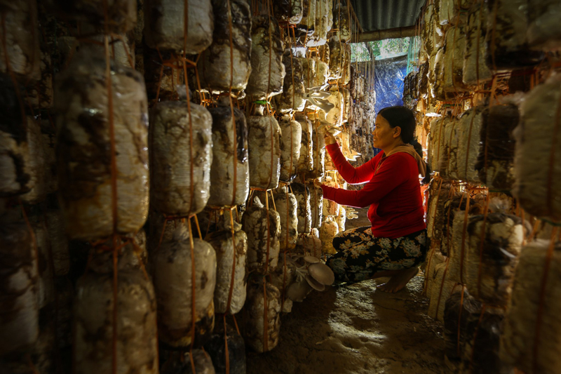 Nghề làm nấm rơm.