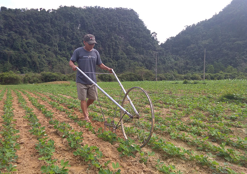 Nông dân huyện Minh Hóa tập trung chăm sóc cây lạc.