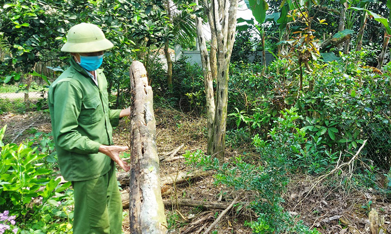 Do kích thuốc quá đà nên nhiều vườn dó bầu của người dân bị chết hàng loạt, trắng tay sau nhiều năm chăm sóc.