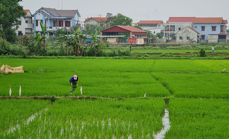 Người dân huyện Lệ Thuỷ ra đồng chăm sóc lúa đông-xuân.