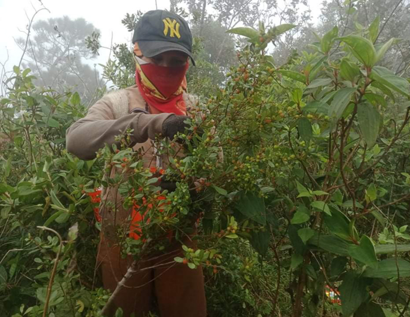  Người dân đi “ăn dâu” trên dãy Hoành Sơn.