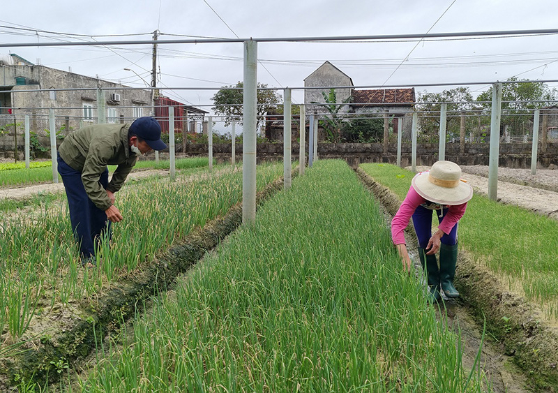 Mô hình vườn mẫu đã đem lại thu nhập khá cho gia đình ông Dương Văn Hương.