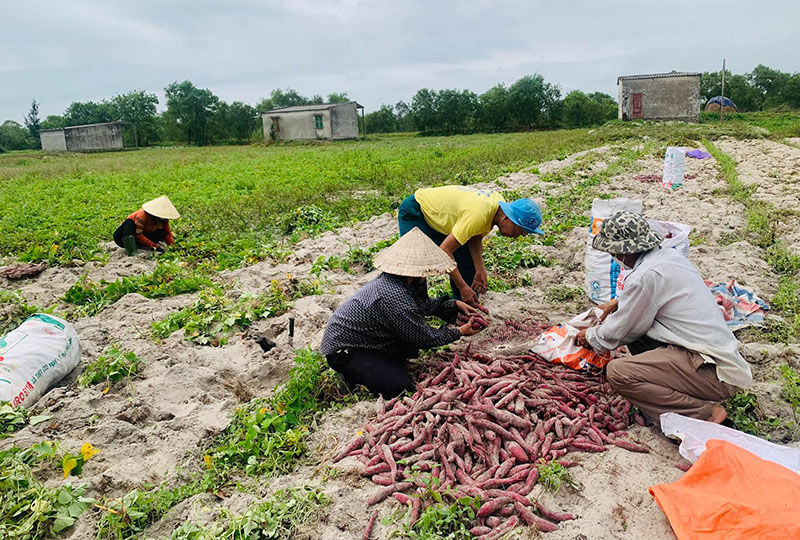 Bà con nông dân khẩn trương ra đồng thu hoạch khoai lang vụ đông-xuân năm 2021-2022.