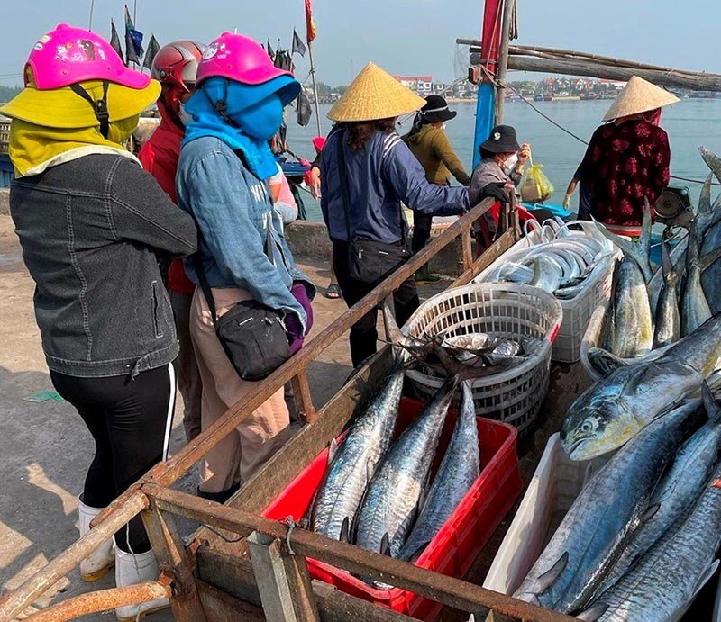 Tàu vừa cập bến, thương lái thu mua cá ngay tại cảng cá Sông Gianh (Bố Trạch).