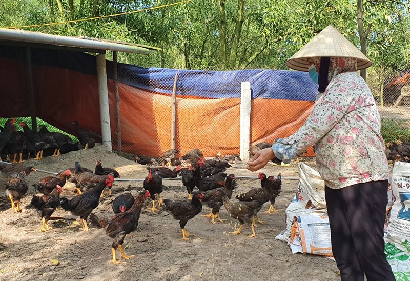 Mô hình chăn nuôi góp phần thay đổi diện mạo vùng đất cát.