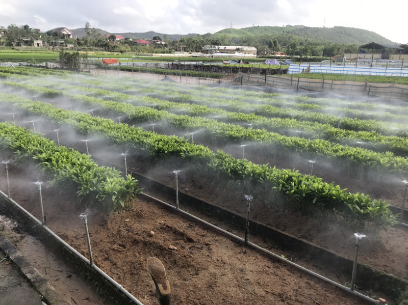 Các vườn ươm giống cây lâm nghiệp trên địa bàn huyện Quảng Trạch được quản lý chặt chẽ