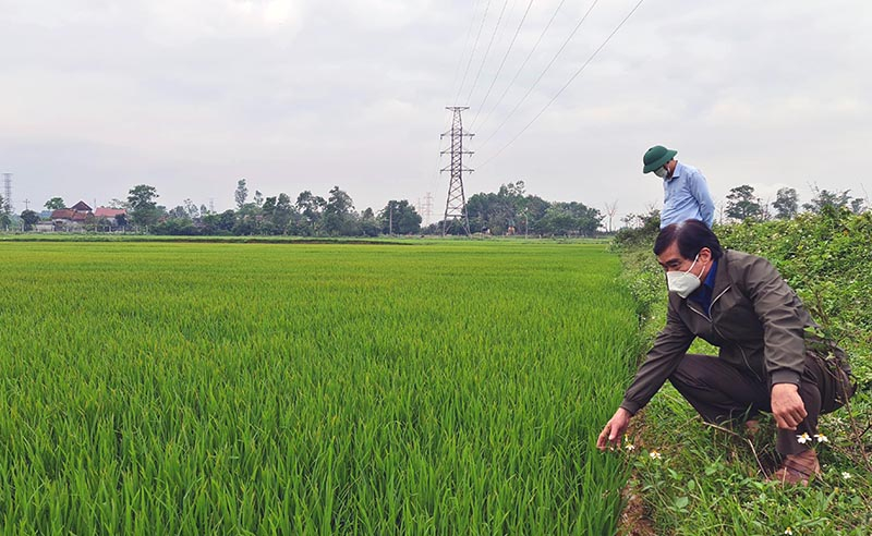 Cây lúa phát triển tốt, hứa hẹn một vụ mùa bội thu.