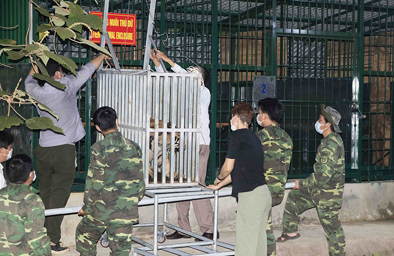 Vận chuyển cá thể hổ vào chuồng nuôi.