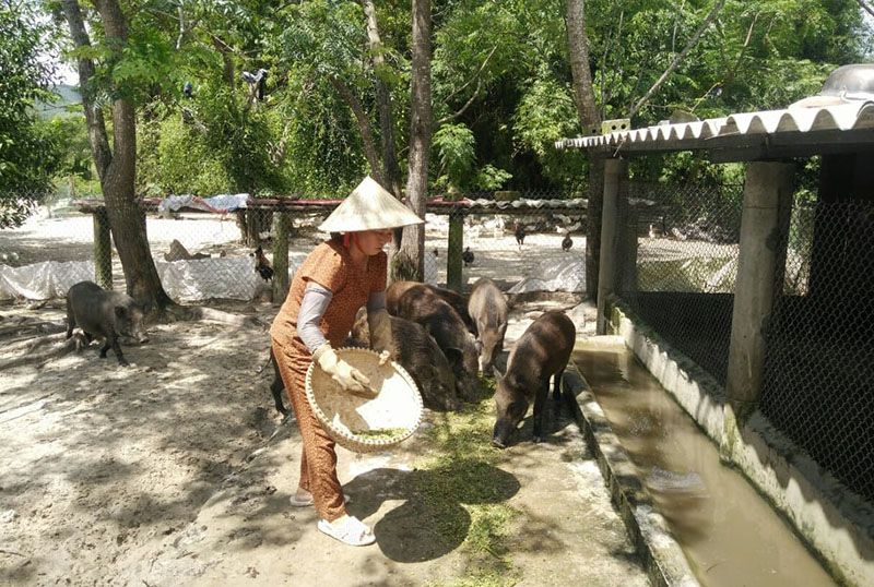 Nhờ tiếp cận được nguồn vốn vay ưu đãi của Phòng Giao dịch Ngân hàng CSXH huyện, chị Nguyễn Thị Định (xã Lâm Trạch, Bố Trạch) đã đầu tư hiệu quả vào mô hình chăn nuôi tổng hợp.