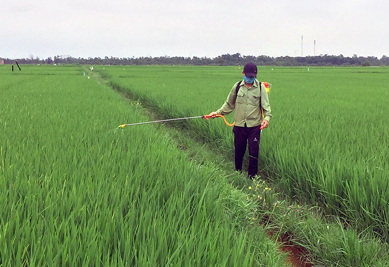 Nông dân phun thuốc phòng trừ bệnh đạo ôn hại lúa đông-xuân.