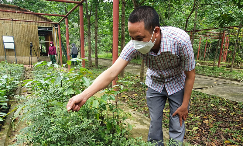 Kiểm tra việc nhân giống cây bách xanh đá.