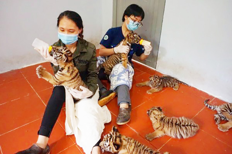 Đàn hổ được cán bộ của VQG Pù Mát chăm sóc khi mới đưa về.