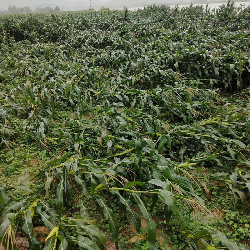 Do mưa và gió lớn, nhiều diện tích ngô trên địa bàn huyện Bố Trạch bị gãy, đổ.