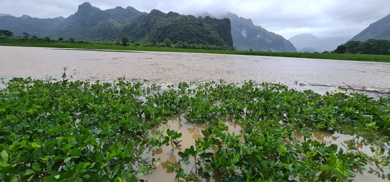 Nhiều diện tích lạc ở Trường Sơn bị ngập.