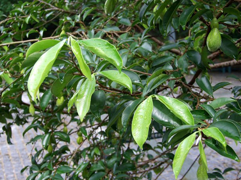 Bạch mộc hương. (Nguồn: wikiwand.com)