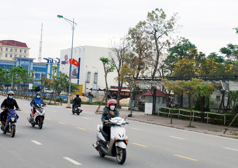 Mô hình “Phát triển một số loại cây xanh đường phố phù hợp với khí hậu thổ nhưỡng Đồng Hới” đã chọn được cây chuông vàng để triển khai trồng ở TP. Đồng Hới.