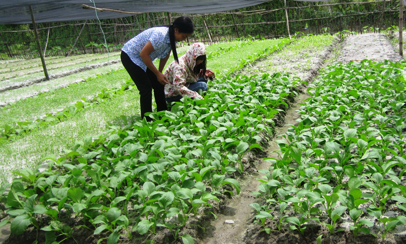 Nhiều mô hình kinh tế nhỏ lẻ, chưa thu hút nhiều lao động.