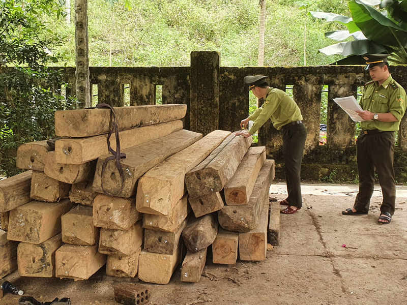 Lâm sản trong các vụ vị phạm được thu giữ, đưa về trụ sở Đội Kiểm lâm cơ động và PCCCR số 2