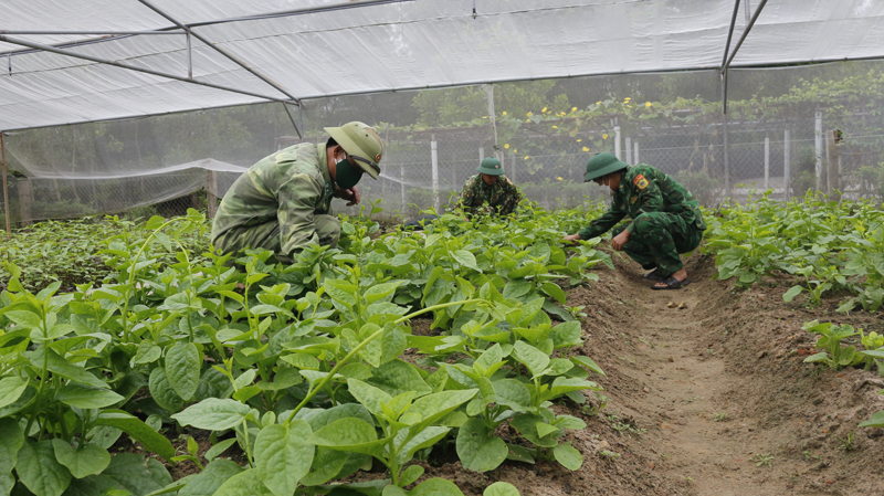  Vườn rau xanh của Đồn Biên phòng Ngư Thủy.
