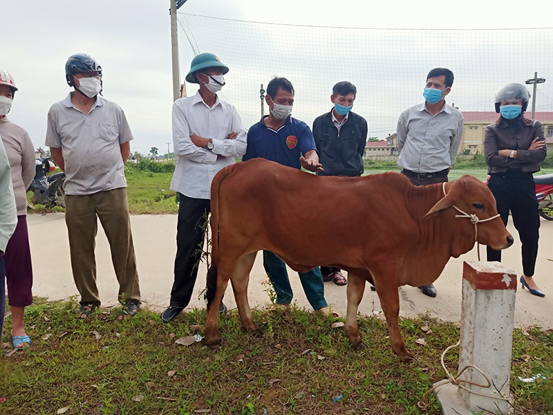 197 con bò cái giống sinh sản được cho những hộ nghèo, hộ chính sách và gia đình có công hoàn cảnh khó khăn