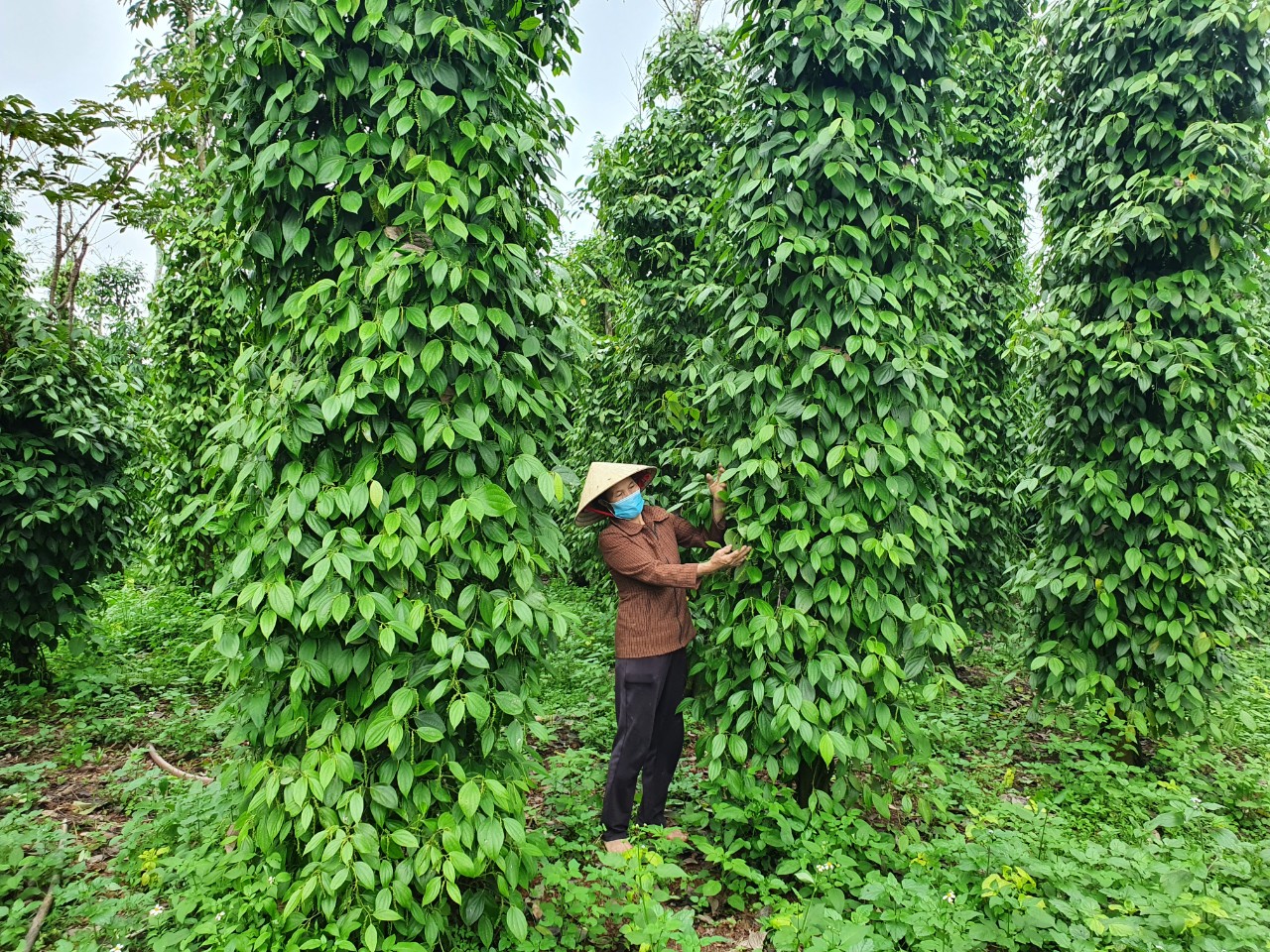 Mô hình vườn hộ kiểu mẫu trên địa bàn huyện Lệ Thủy.