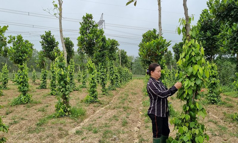 Gia đình chị Dương Thị Manh là một trong những điển hình SXKDG của xã Tây Trạch (Bố Trạch).
