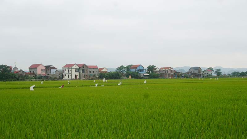 Làng Cồn Ngựa nhìn từ cánh đồng lúa phía sau làng.