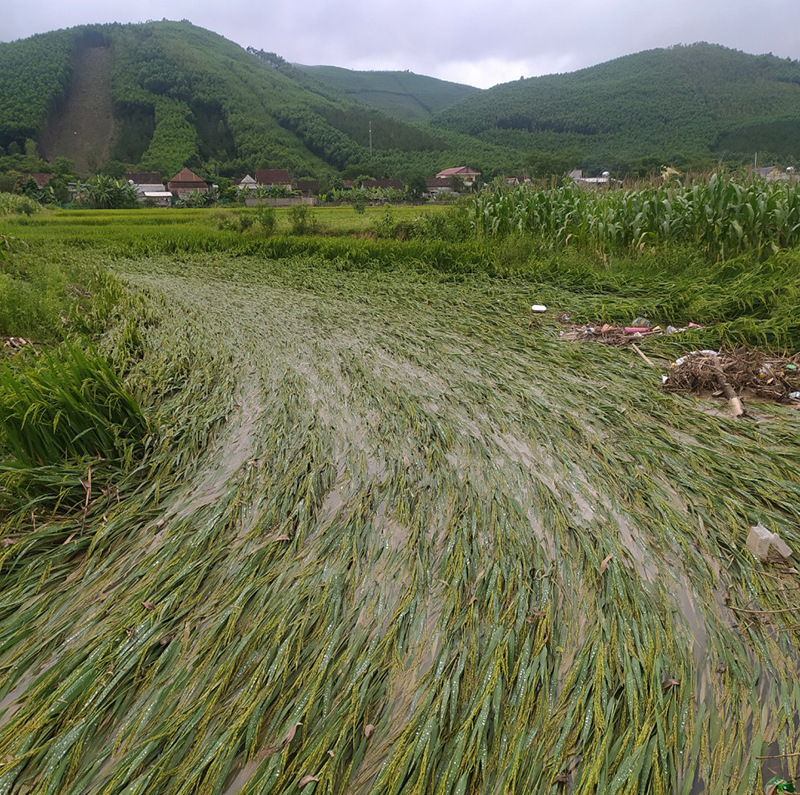 ... ảnh hưởng đến năng suất, sản lượng.