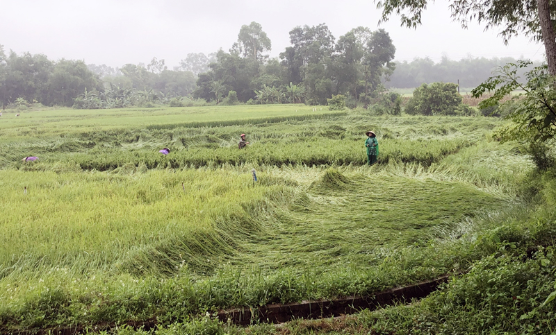  Nông dân Tuyên Hóa dựng lại lúa bị đổ.