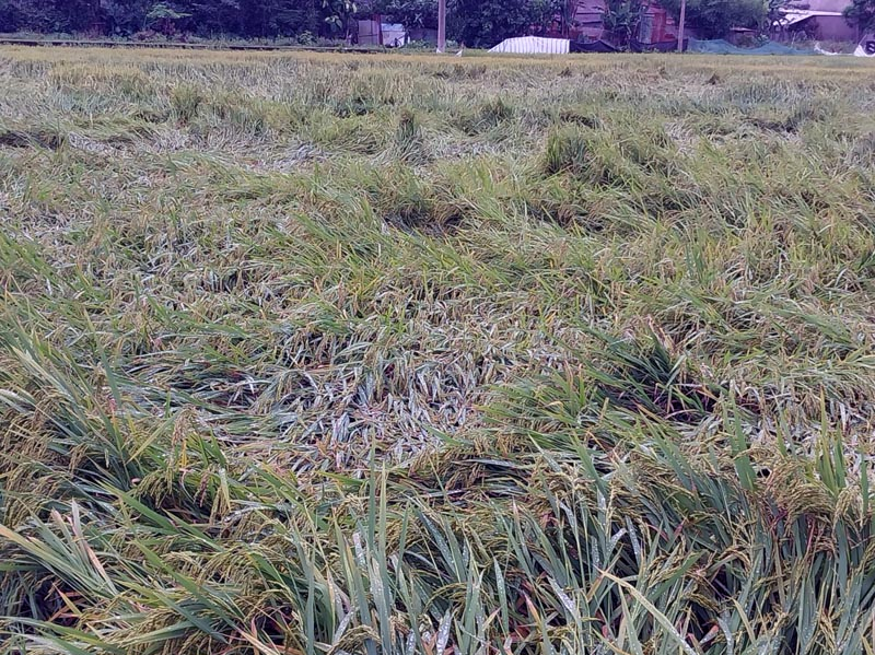 Nhiều diện tích lúa vụ đông-xuân ở huyện Minh Hóa bị gãy, đổ do mưa to kèm theo gió lớn.