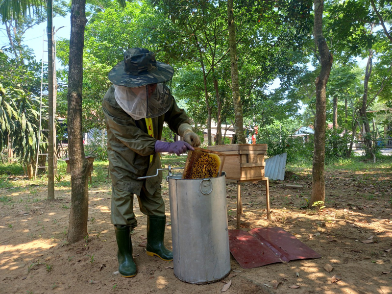 Ông Thú thu mật ong trong vườn nhà.