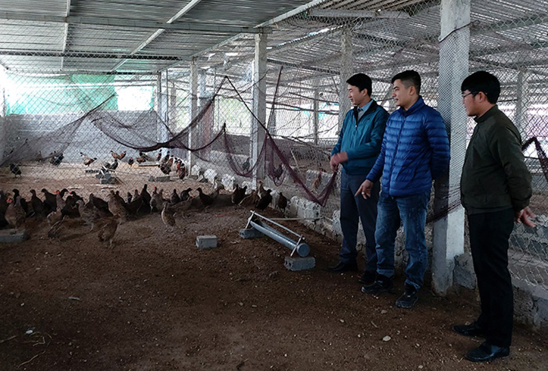 Mô hình chim trĩ của anh Phạm Anh Tuân ở xã Lộc Ninh.