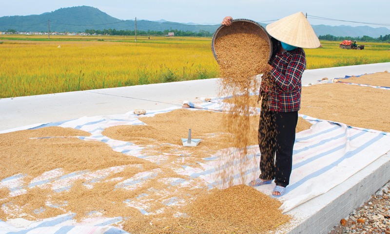 Gặt đến đâu nhanh chóng phơi đến đó. 