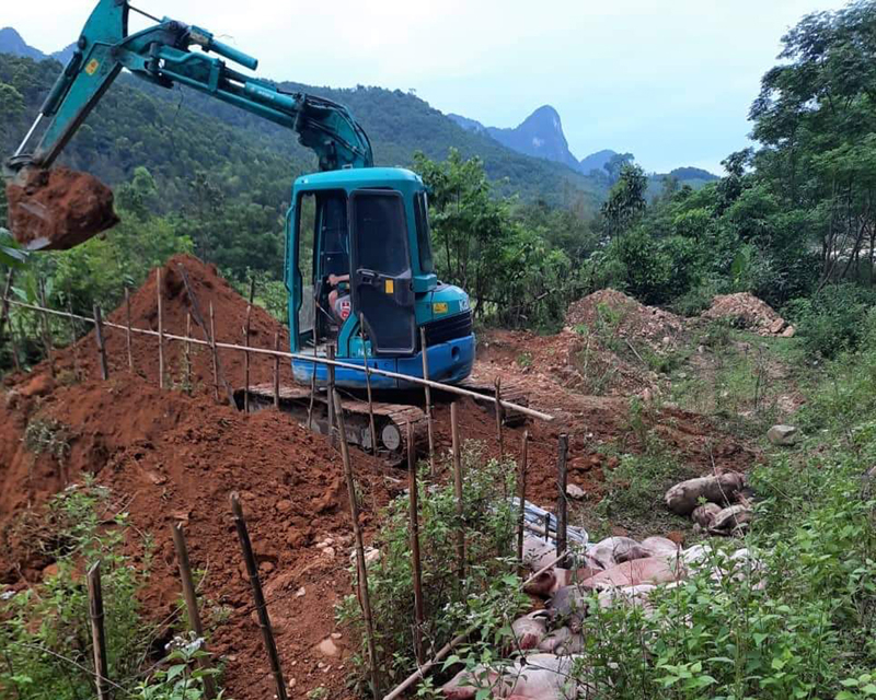 Tiêu hủy lợn bị dịch tả châu Phi tại xã Hóa Sơn.
